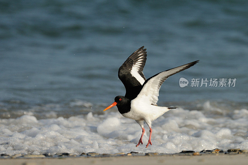 捕牡蛎者(oematopus ostralegus)